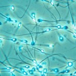 human-sperm.jpg