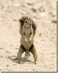 squirrel_nuts